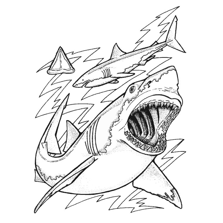 coloriage requin a imprimer gratuit