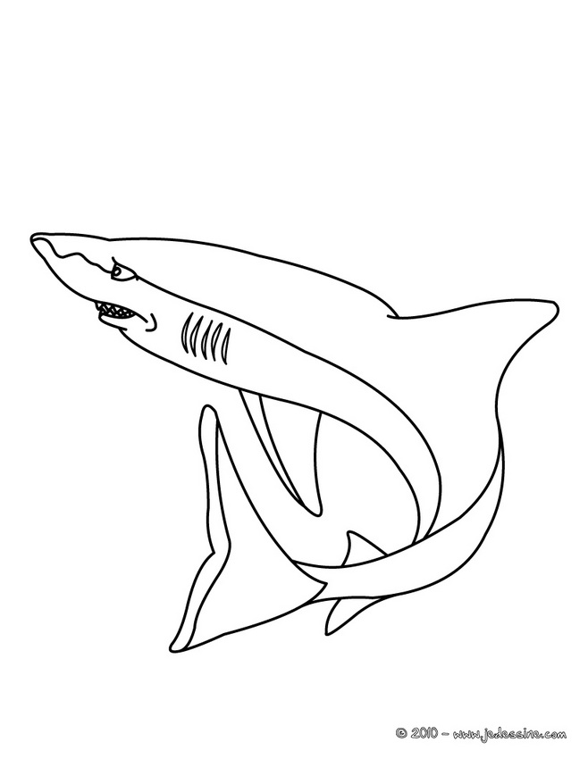 coloriage requin blanc