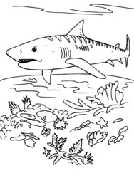 Hd Wallpapers Coloriage A Imprimer Requin Tigre Wallpaper