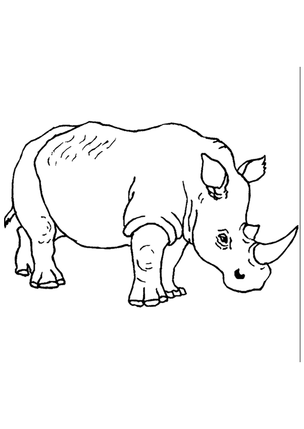 dessin rhinoceros dessin