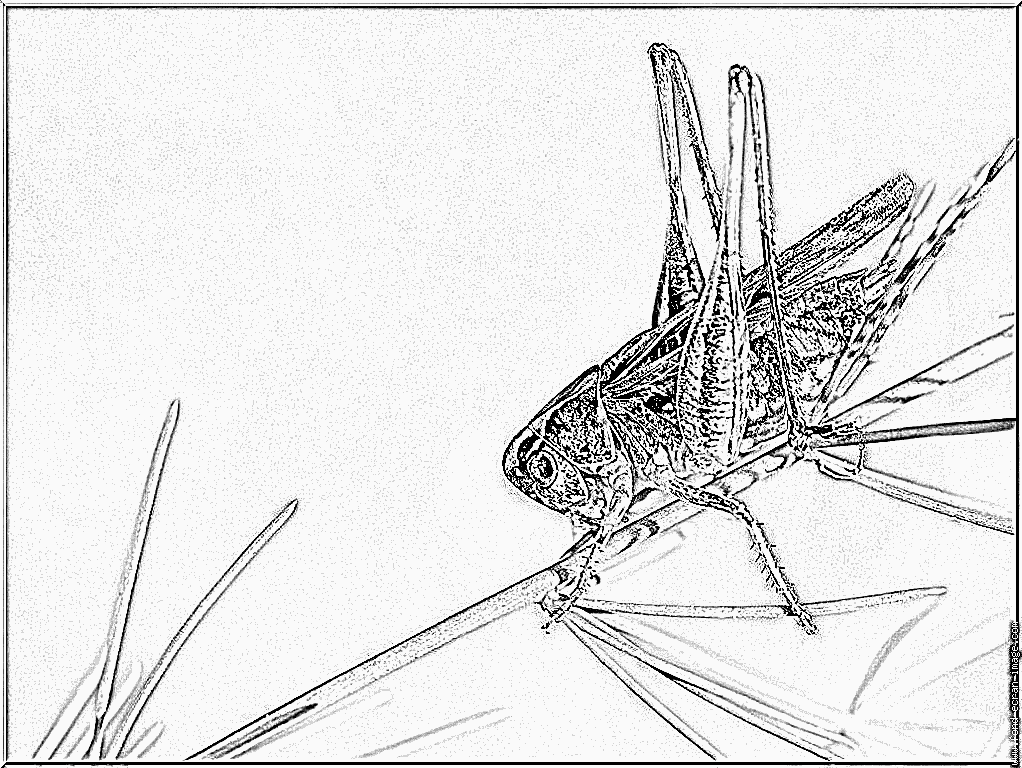 coloriage sauterelle imprimer