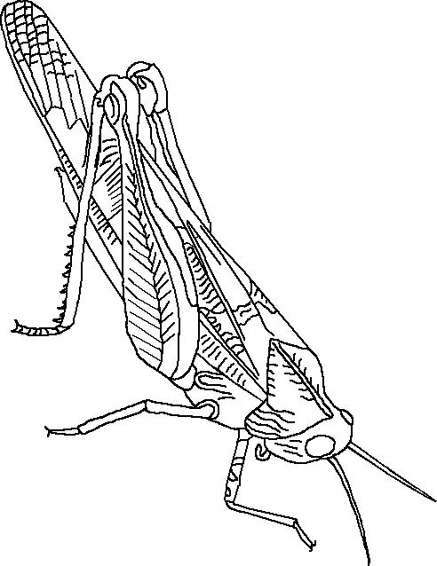 coloriage sauterelle imprimer