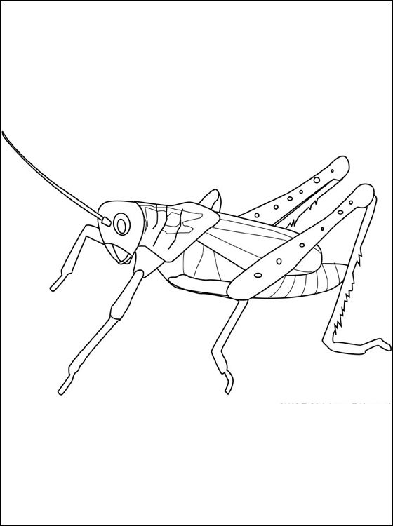 coloriage sauterelle imprimer