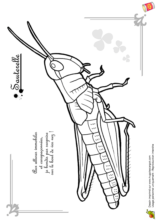 coloriage sauterelle imprimer