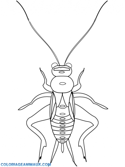 coloriage sauterelle