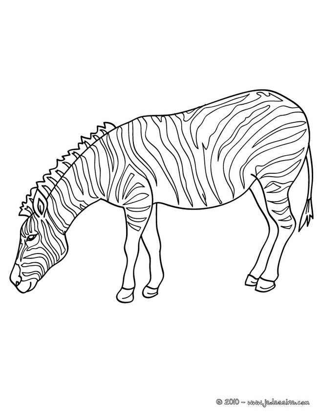 coloriage silhouette zebre