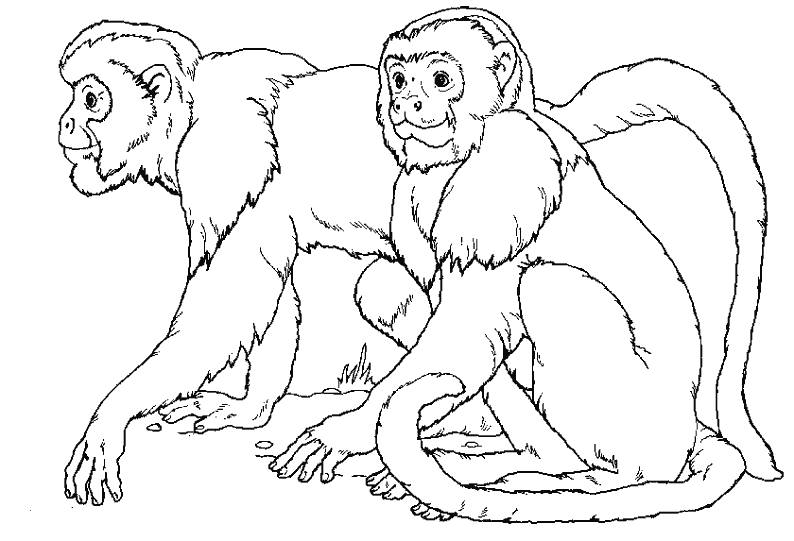 coloriage singe ouistiti