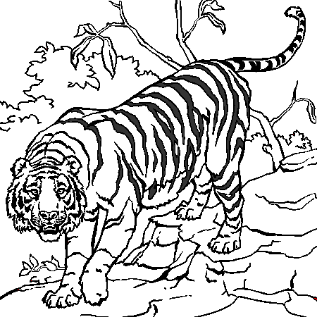 19 dessins de coloriage Tigre Blanc à imprimer