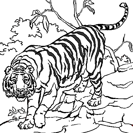 coloriage tigre blanc