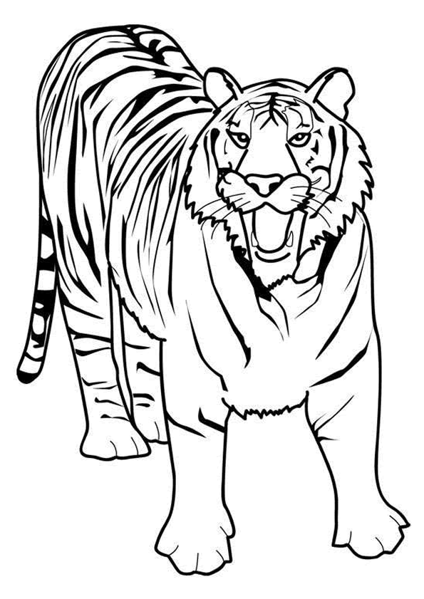 coloriage tigre blanc