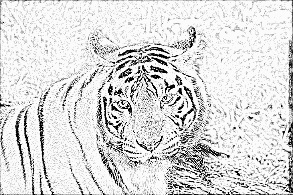 coloriage tigre blanc