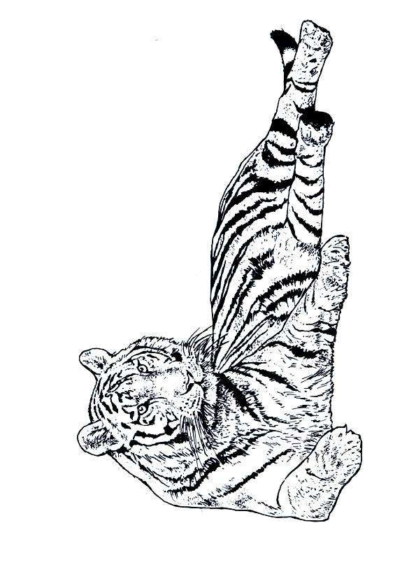 18 dessins de coloriage Tigre Du Bengale à imprimer