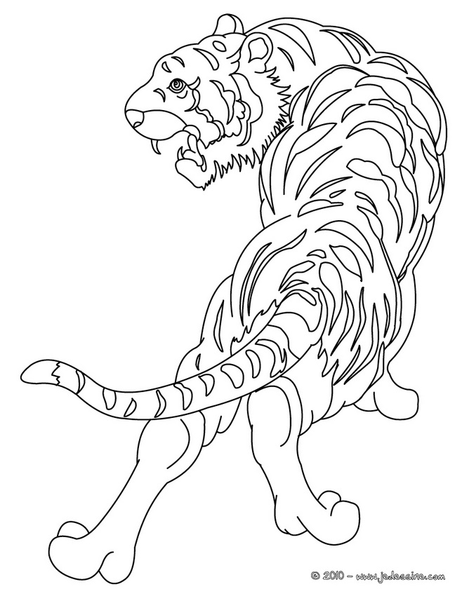 18 dessins de coloriage Tigre Du Bengale à imprimer