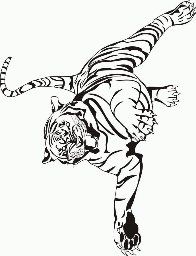 coloriage à dessiner tigre a dent de sabre