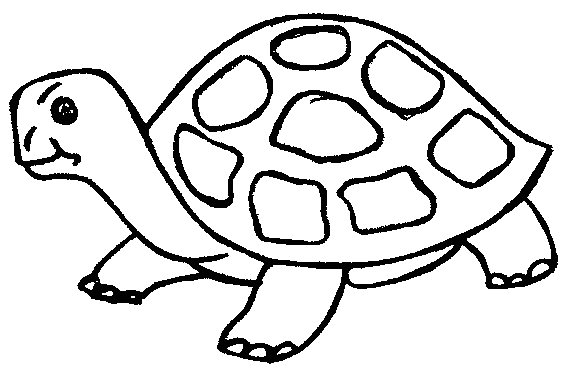 coloriage tortue a imprimer