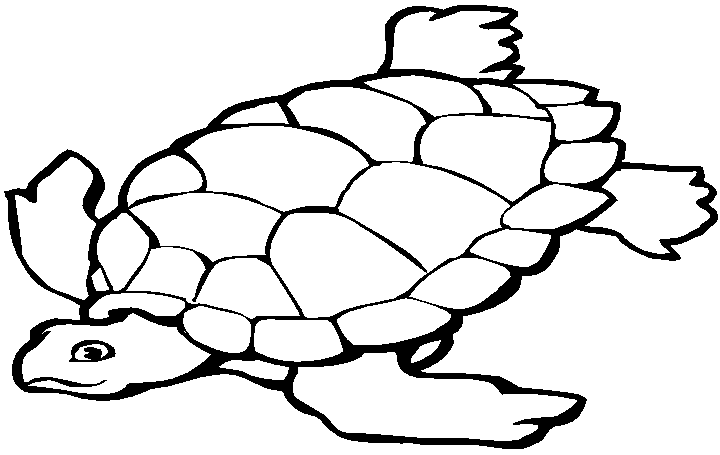 coloriage tortue marine